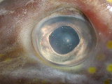 Click to see 29 Fish Eyes.JPG