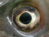 Click to see 30 Fish Eyes.JPG