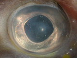 Click to see 32 Fish Eyes.JPG