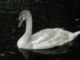Click to see 08 Swan.jpg