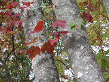 Click to see 11 Nature Trail in Autumn 03.jpg