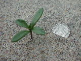 Click to see 12 Tiny Beach Plant.JPG