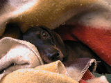 Click to see 45 Shiloh in her Nest.JPG