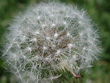 Click to see 03 Closeup Dandelion 01.JPG