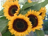 Click to see 049 Farm Stand Sunflowers.JPG