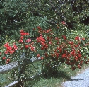 Click to see 075 Roses 1978.jpg
