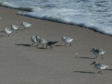 Click to see 06 Sandpipers.JPG