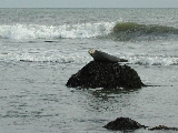 Click to see 18 Sunning Seal 02.JPG