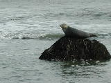 Click to see 19 Sunning Seal 03.JPG