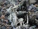 Click to see 22 Bleached Remains.JPG