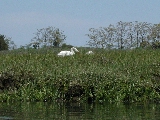 Click to see 35 Swans.JPG