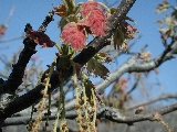 Click to see 02 Oak Berries.jpg