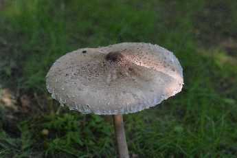 Click to see 20 Springs Mushroom.JPG