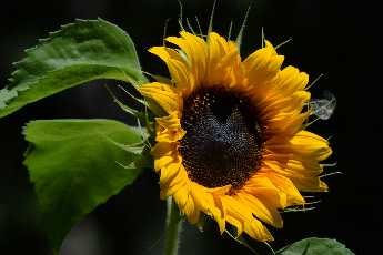 Click to see 07 Black Sun Flower.JPG