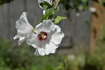 Click to see 37 Rose of Sharon.JPG