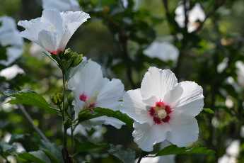 Click to see 38 Rose of Sharon.JPG