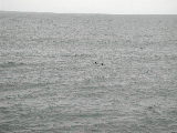 Click to see 066 Porpoises Ho.JPG