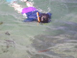 Click to see 144 Snorkeling La Jolla Cove.JPG