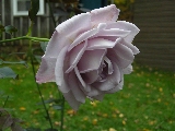 Click to see 33 Purple Rose of Lisle.JPG