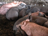 Click to see 25 Piglets.JPG