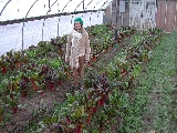 Click to see 31 Inside the Greenhouse.JPG