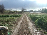 Click to see 35 The Fields in November.JPG