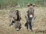 Click to see 33...And Burros.JPG