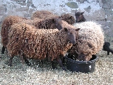 Click to see 42 Woolly Beasts 02.JPG