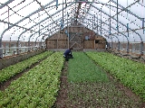 Click to see 45 Greenhouse Blues 01.JPG