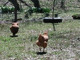 Click to see 65 Free Range Chickens.JPG