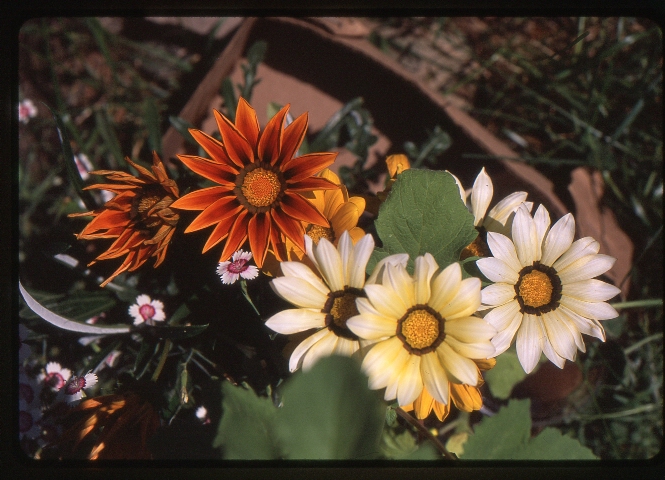 Click to see 06 Provia 100F Sunny Colors.jpg
