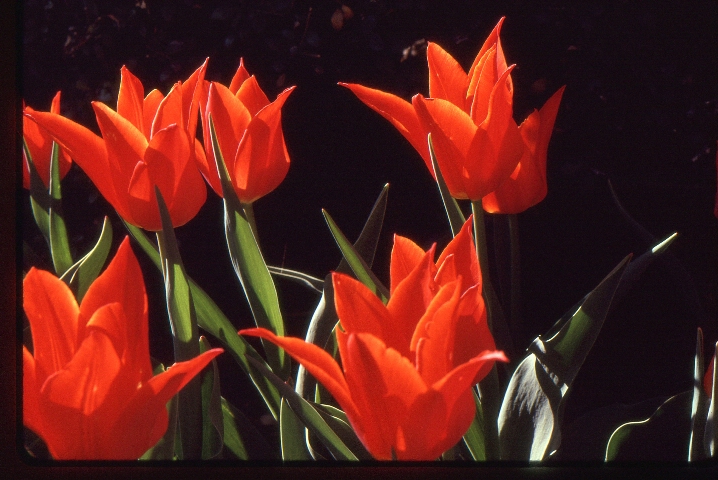 Click to see 27 Kodachrome 64 Sunny Red.jpg
