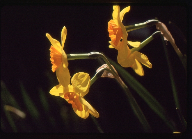 Click to see 28 Kodachrome 64 Sunny Yellow.jpg