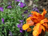 Click to see 07 Orange Flowers.JPG