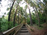 Click to see 18 Stairs in the Forest.JPG
