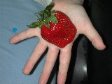 Click to see 01 Big Strawberry.jpg