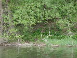 Click to see 09 Geese and Goslings.JPG