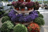 Click to see 04 Flowers.jpg