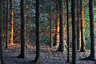 Click to see 30 Forest Sunset.jpg