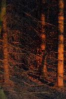 Click to see 31 Forest Sunset.jpg