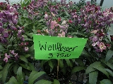 Click to see 24 Wallflowers.jpg