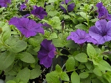 Click to see 25 Violet Glories 01.jpg