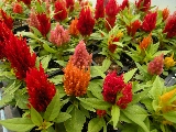 Click to see 32 Celosia.jpg