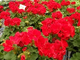 Click to see 34 Geraniums.jpg