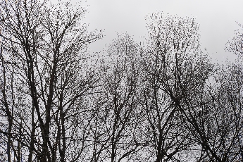 Click to see 01 Bare Trees.jpg