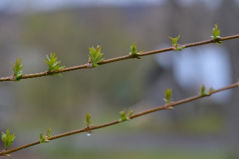 Click to see 03 Buds.jpg