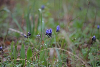 Click to see 11 Tiny Blue Flowers.jpg