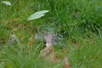 Click to see 14 Dewy Web.jpg