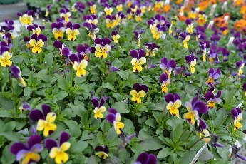 Click to see 20 Little Pansies.jpg