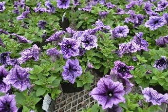 Click to see 35 Purple Veins.jpg